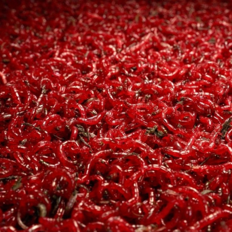 Żywa Ochotka Wędkarska Haczykowa 100g