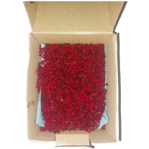 Żywa Ochotka Wędkarska Haczykowa Opakowanie 70ml