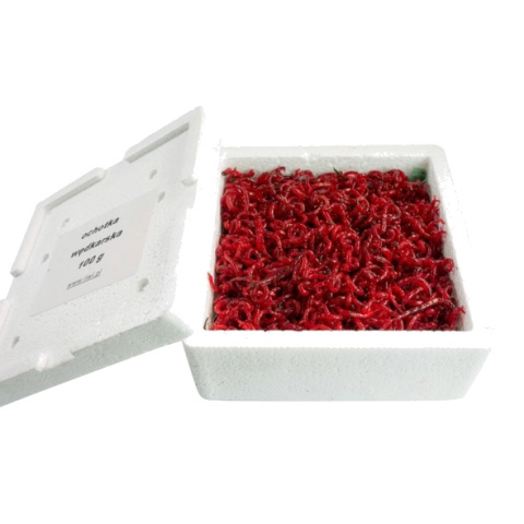 Żywa Ochotka Wędkarska Haczykowa Opakowanie 70ml