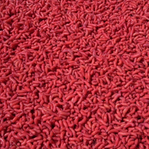 Robak Pinka Rubinowa Pro Sport 200ml Robaki