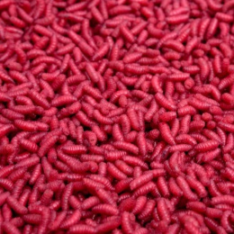 Liwi Biały Robak Pro Sport Rubinowy 200ml